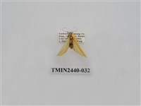 藏品(巨橙苔蛾)的圖片